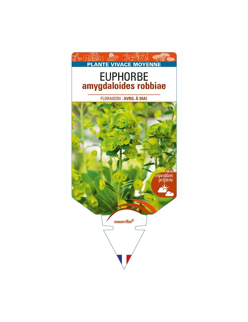 EUPHORBIA amygdaloides robbiae