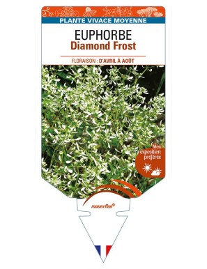 EUPHORBIA Diamond Frost