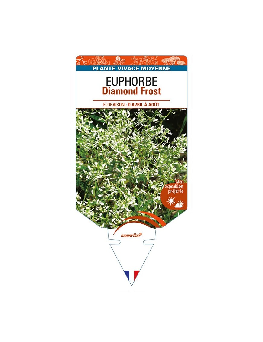 EUPHORBIA Diamond Frost