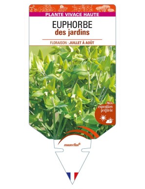 EUPHORBIA lathyris voir EUPHORBE des jardins