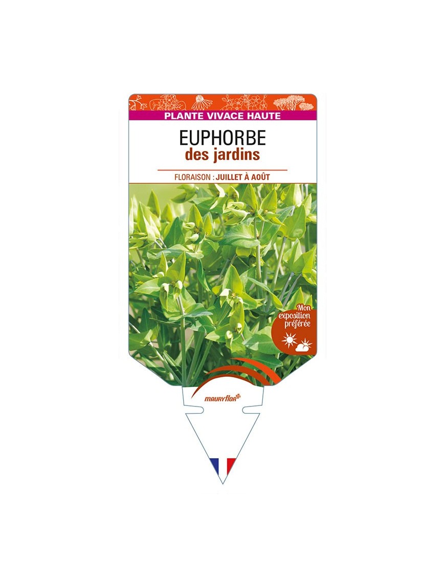EUPHORBIA lathyris voir EUPHORBE des jardins