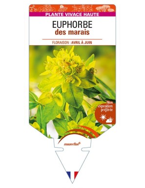 EUPHORBIA palustris voir EUPHORBE des marais