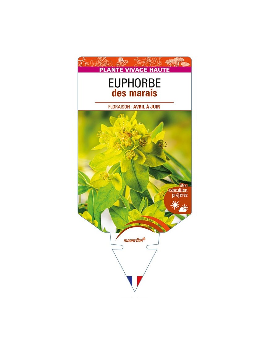 EUPHORBIA palustris voir EUPHORBE des marais