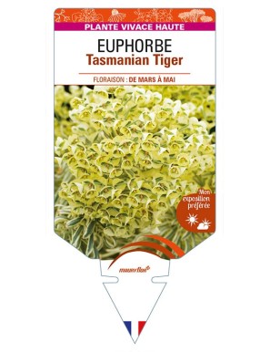EUPHORBIA Tasmanian Tiger