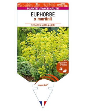 EUPHORBIA x martinii