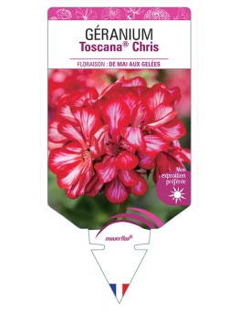 GÉRANIUM TOSCANA® CHRIS