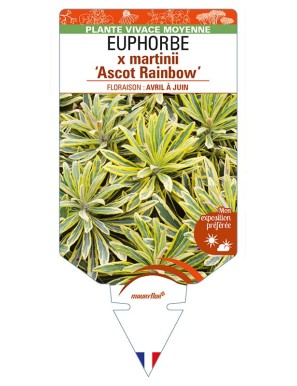 EUPHORBIA x martinii 'Ascot Rainbow'