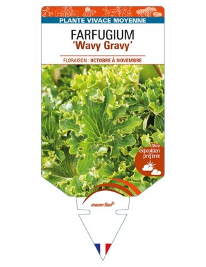 FARFUGIUM (japonicum) 'Wavy Gravy'