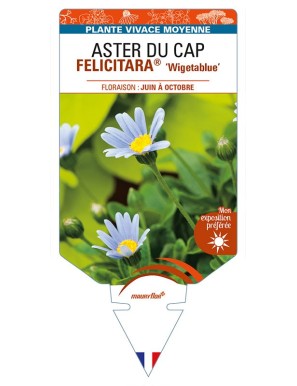 FELICIA amelloides FELICITARA® 'Wigetablue' voir ASTER DU CAP