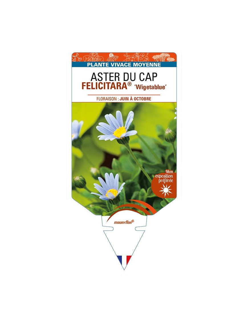 FELICIA amelloides FELICITARA® 'Wigetablue' voir ASTER DU CAP