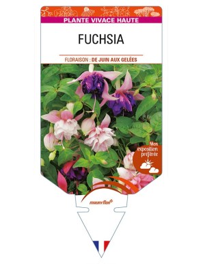 FUCHSIA