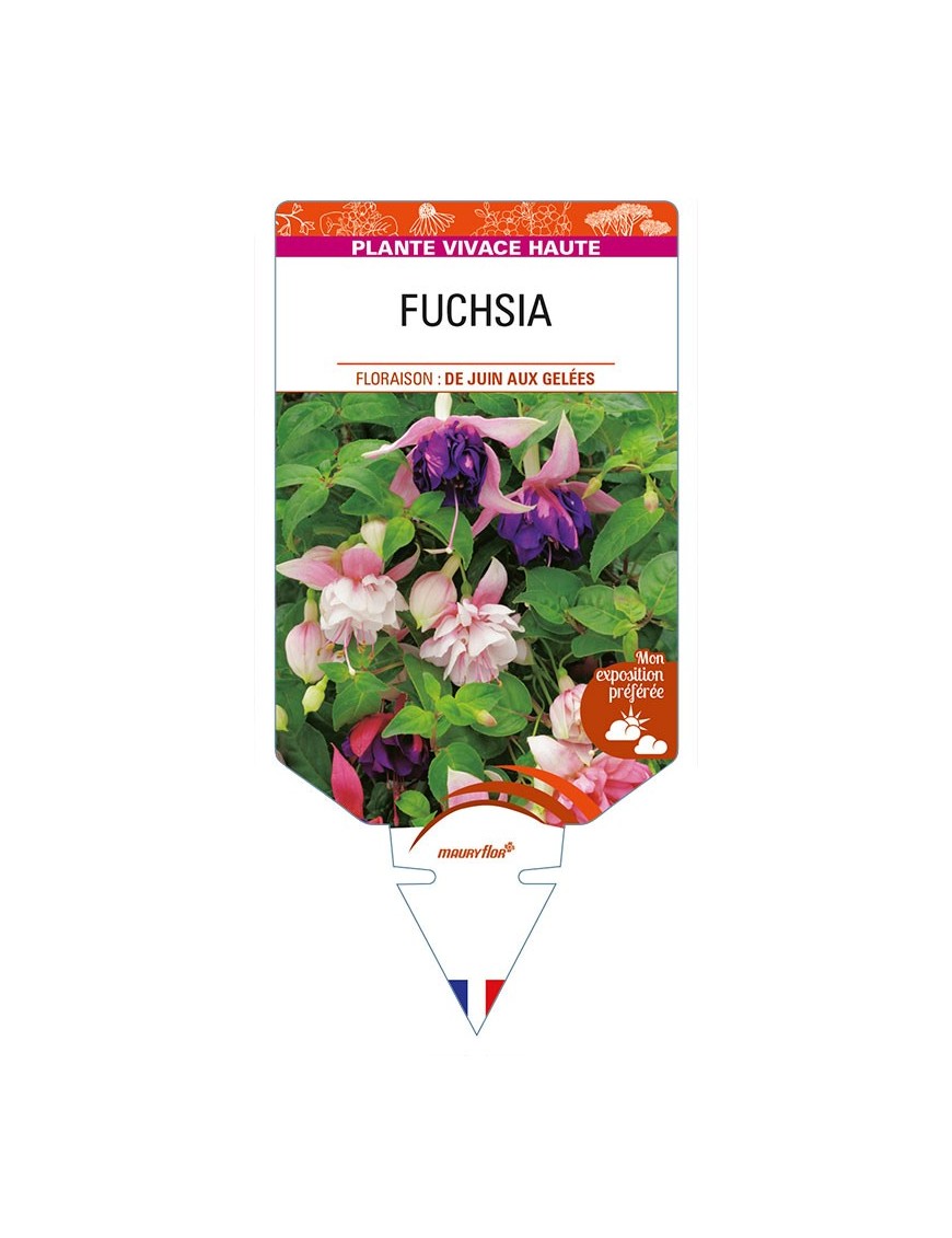 FUCHSIA