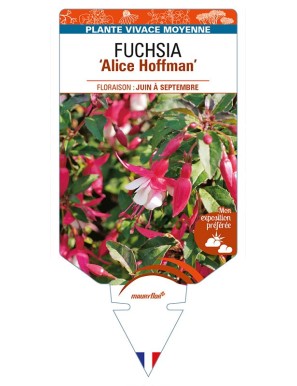 FUCHSIA 'Alice Hoffman'