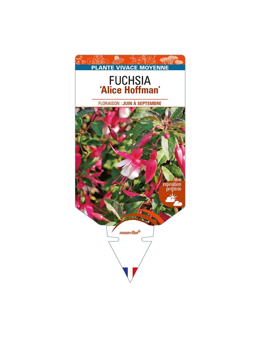 FUCHSIA 'Alice Hoffman'