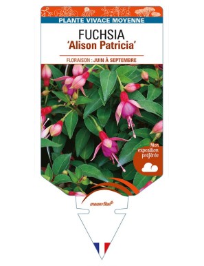 FUCHSIA 'Alison Patricia'