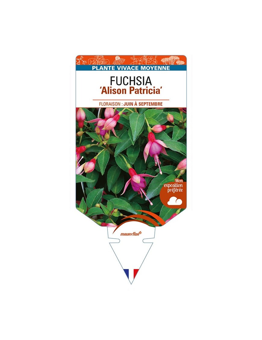 FUCHSIA 'Alison Patricia'