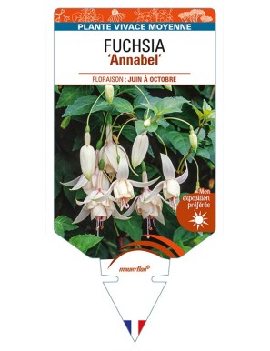 FUCHSIA 'Annabel'