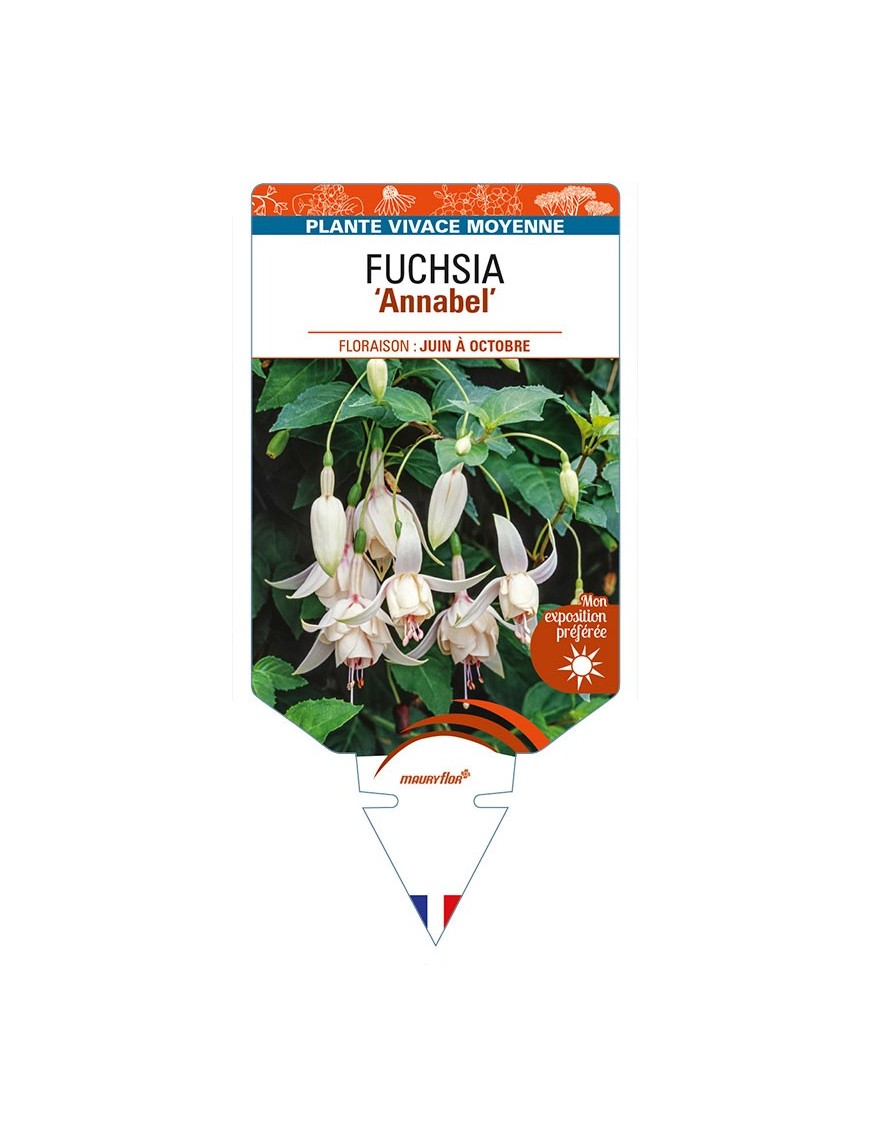FUCHSIA 'Annabel'