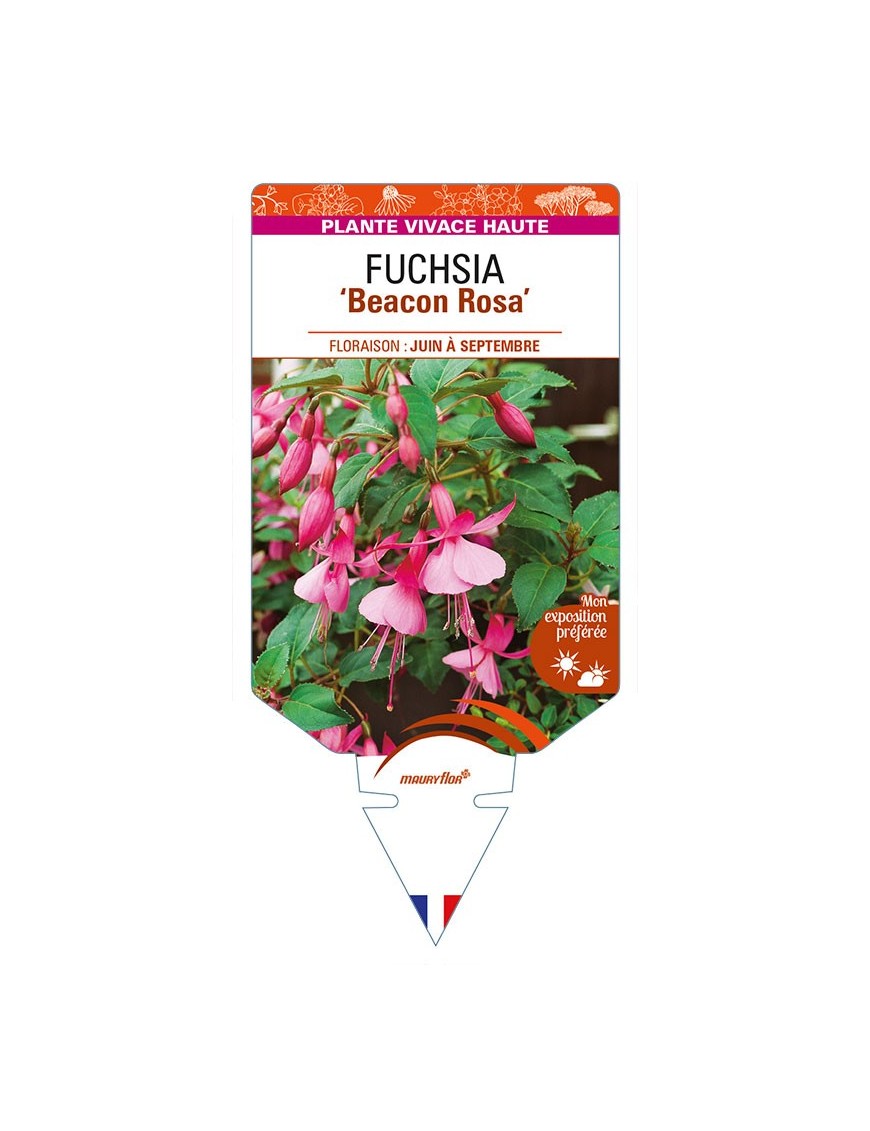 FUCHSIA 'Beacon Rosa'