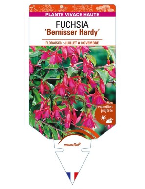 FUCHSIA 'Bernisser Hardy'