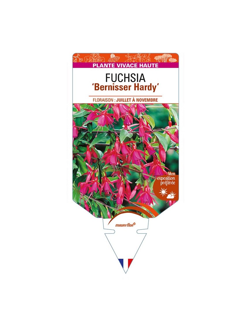FUCHSIA 'Bernisser Hardy'