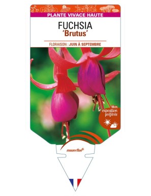 FUCHSIA 'Brutus'