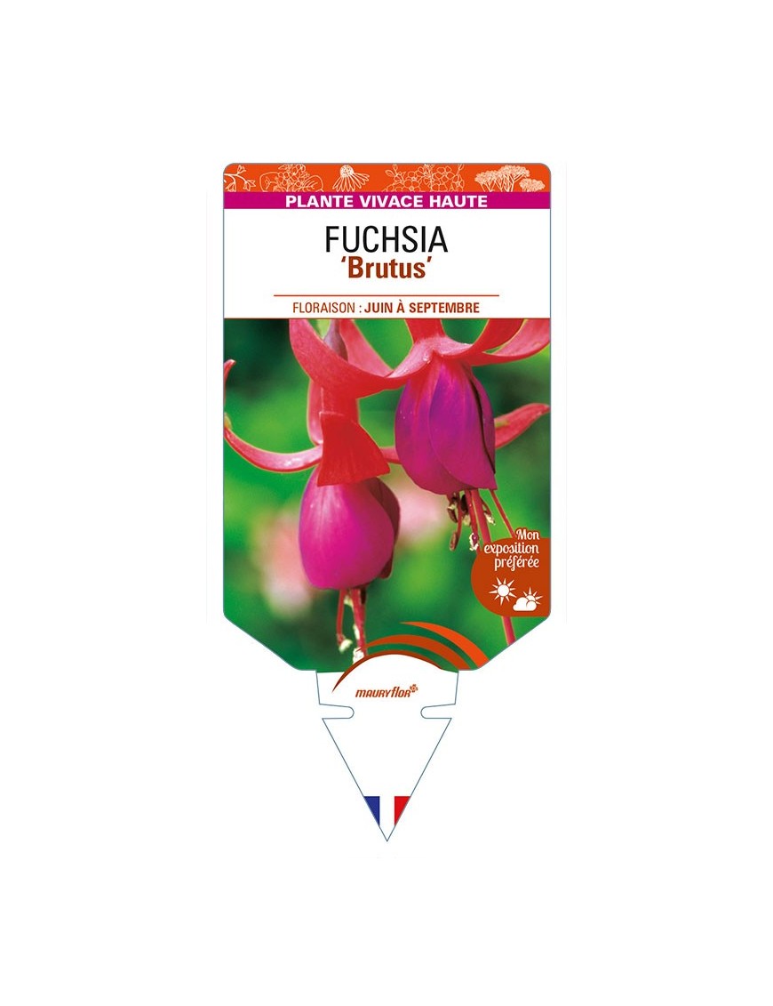 FUCHSIA 'Brutus'