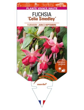 FUCHSIA 'Celia Smedley'