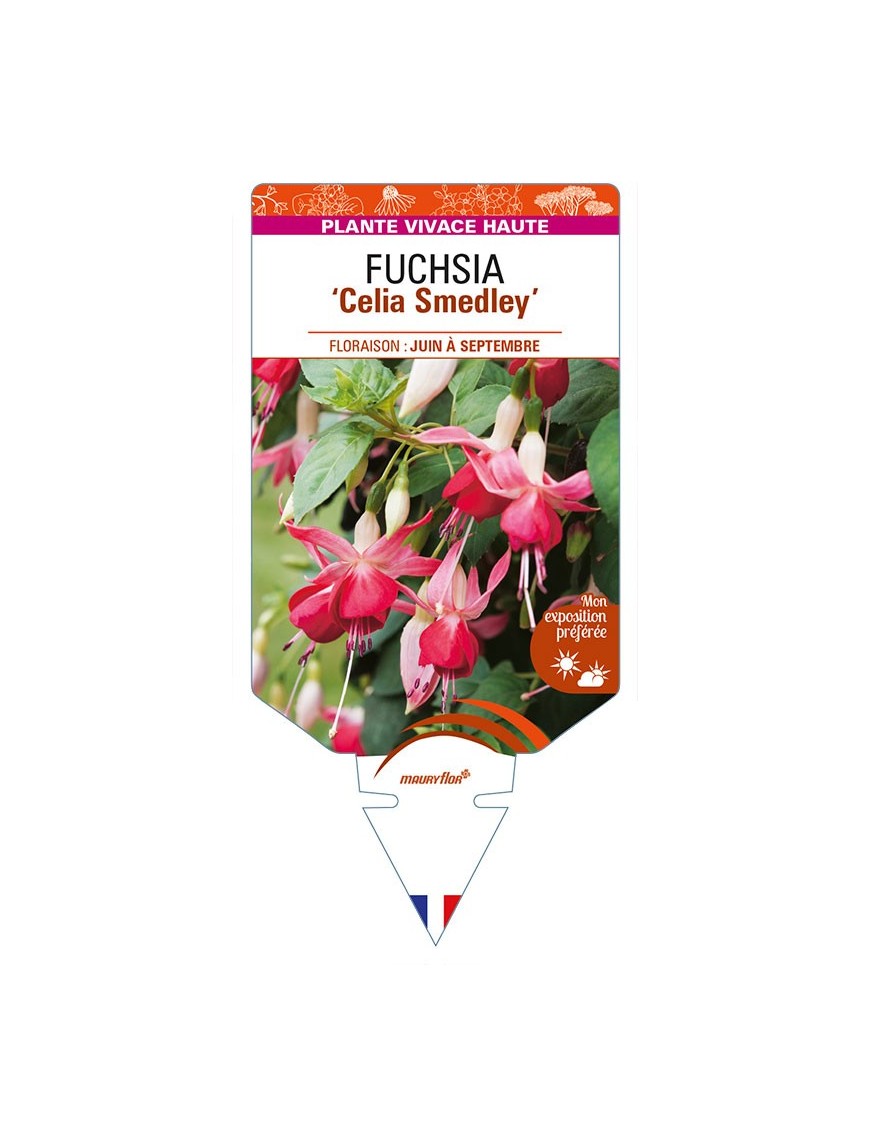 FUCHSIA 'Celia Smedley'