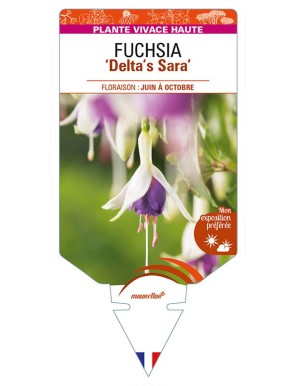 FUCHSIA 'Delta's Sara'