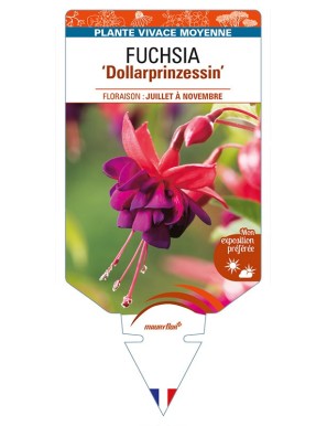 FUCHSIA 'Dollarprinzessin'