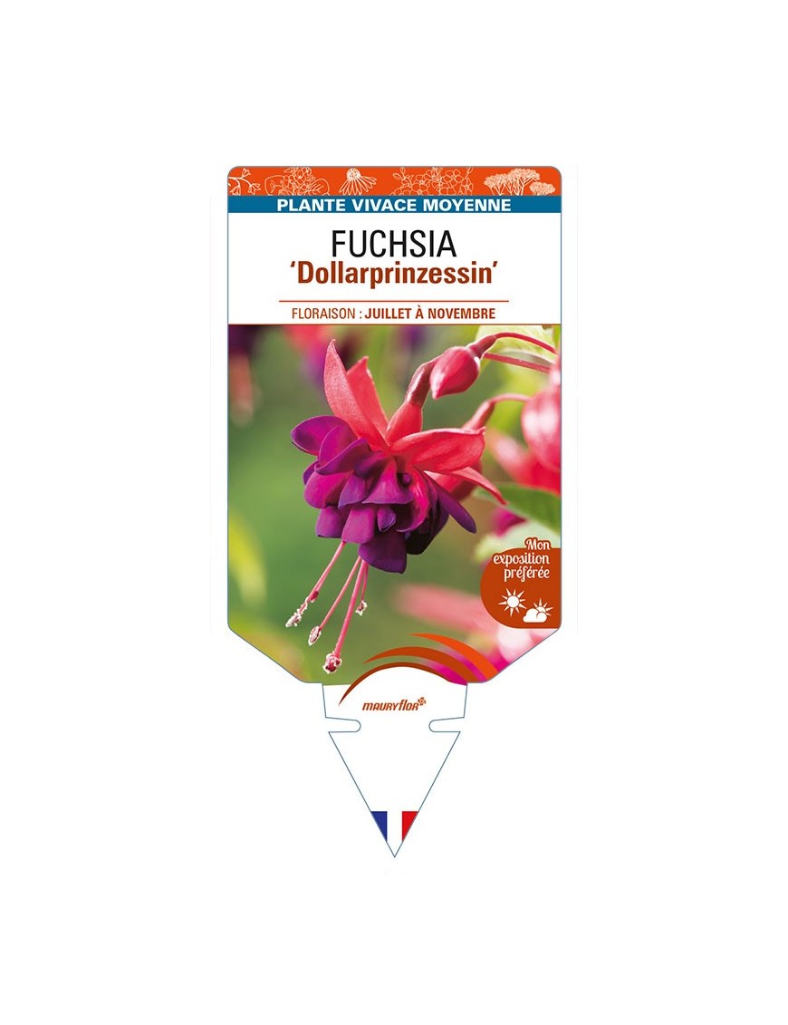FUCHSIA 'Dollarprinzessin'