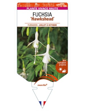 FUCHSIA 'Hawkshead'