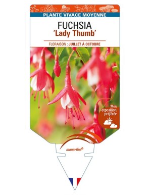 FUCHSIA 'Lady Thumb'