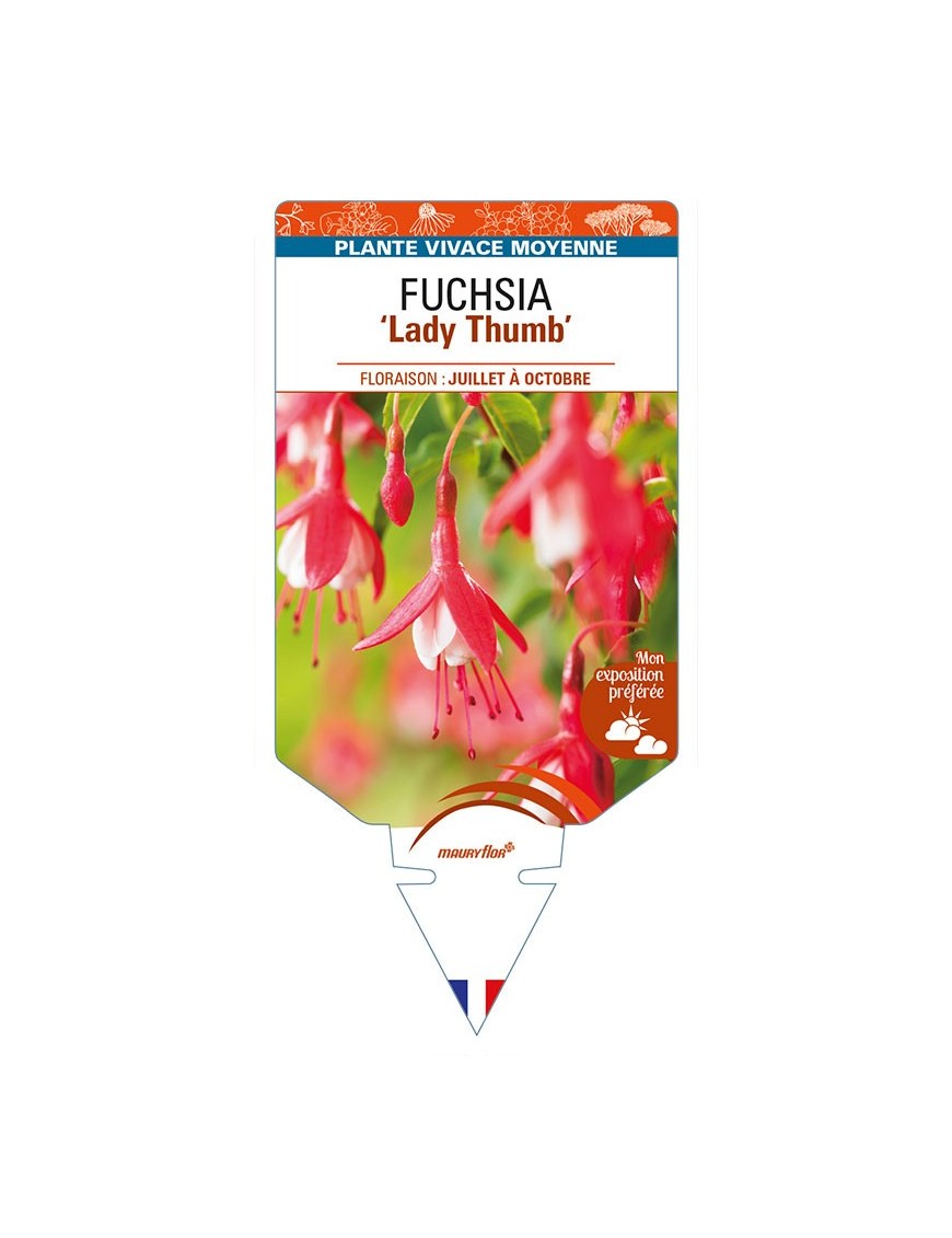 FUCHSIA 'Lady Thumb'