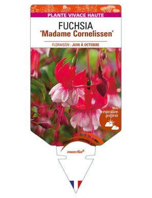 FUCHSIA 'Madame Cornelissen'