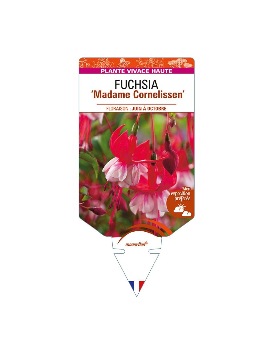 FUCHSIA 'Madame Cornelissen'