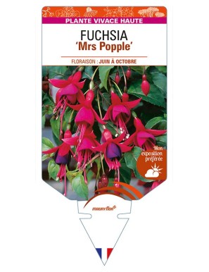 FUCHSIA 'Mrs Popple'