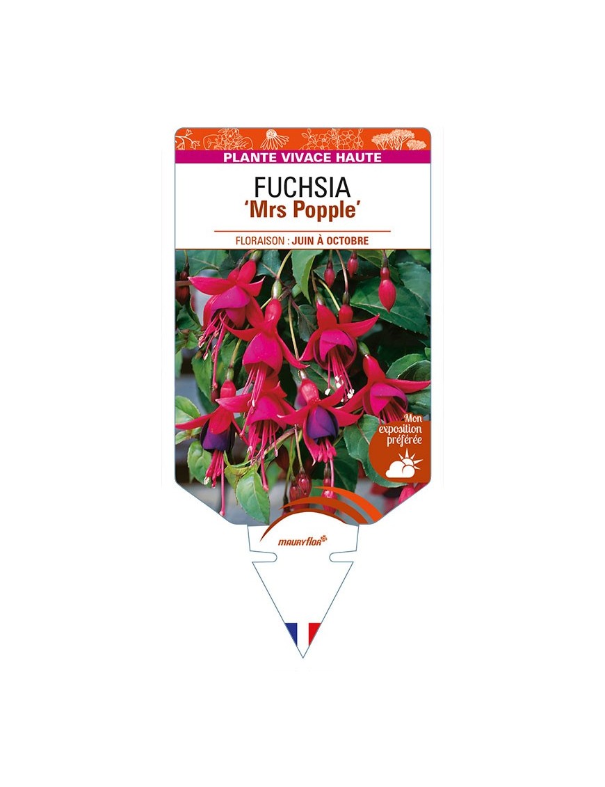 FUCHSIA 'Mrs Popple'