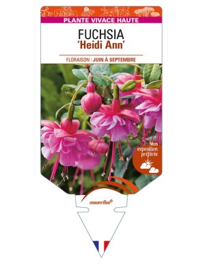 FUCHSIA ‘Heidi Ann’