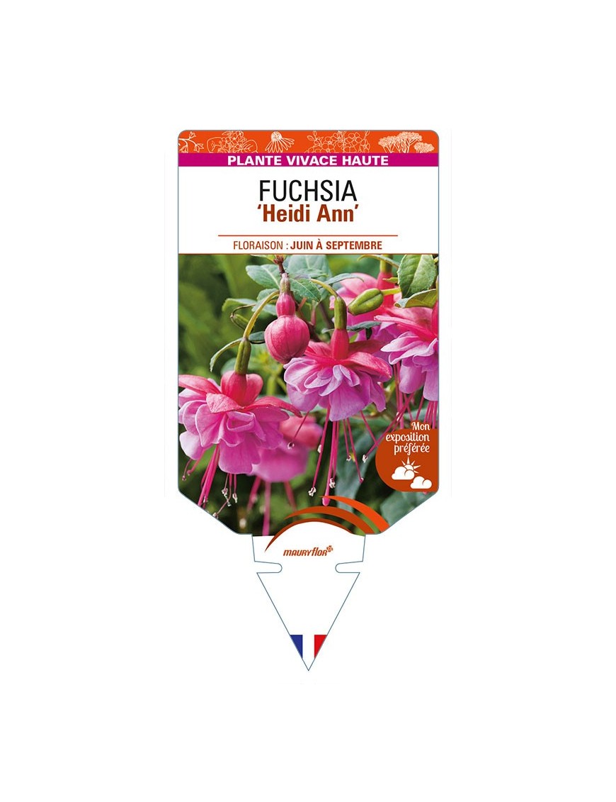 FUCHSIA ‘Heidi Ann’