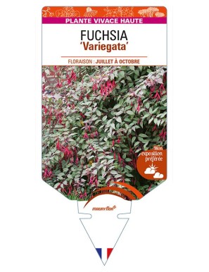 FUCHSIA (magellanica) 'Variegata'