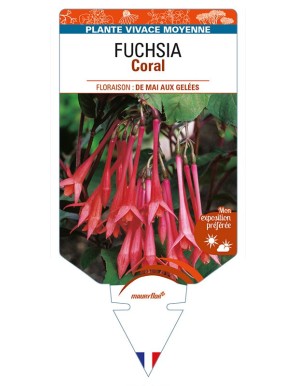 FUCHSIA Coral