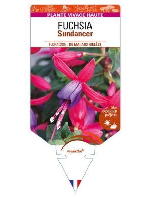 FUCHSIA Sundancer