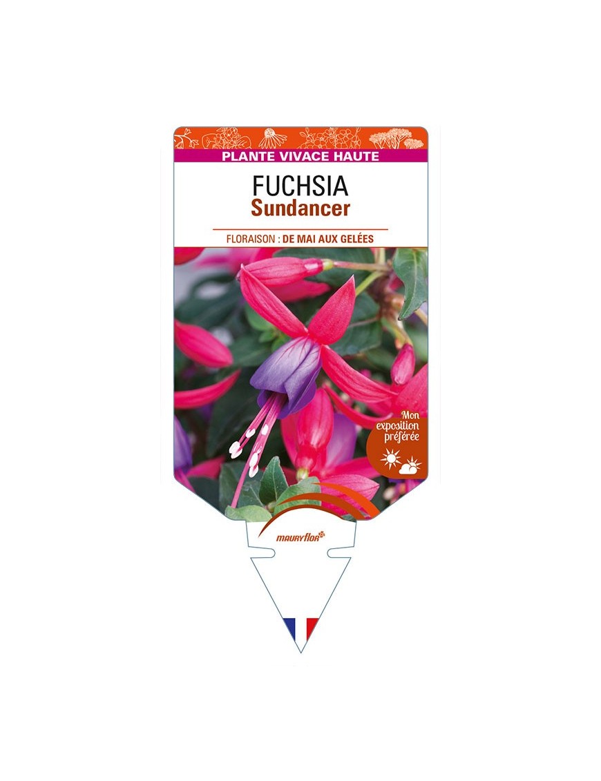 FUCHSIA Sundancer