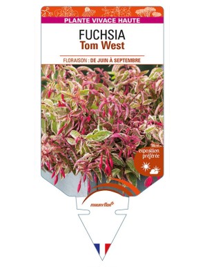 FUCHSIA Tom West