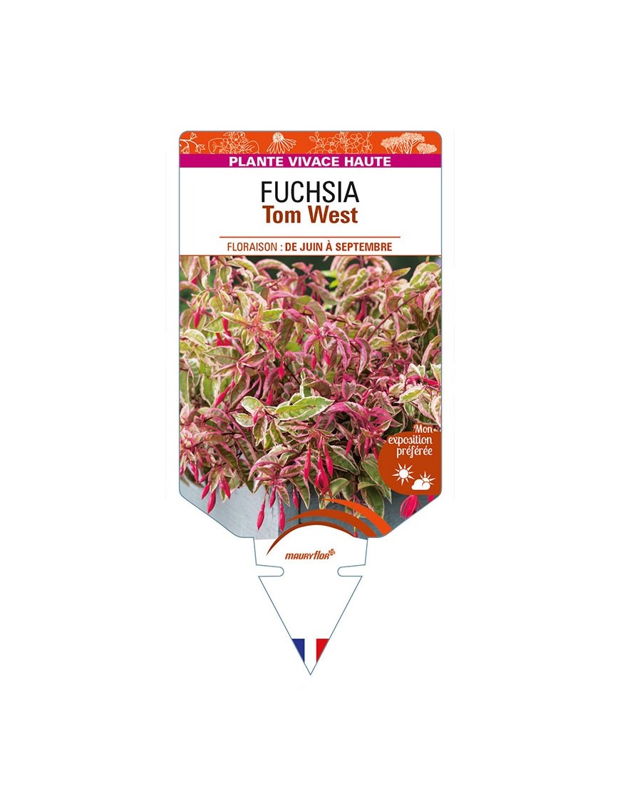 FUCHSIA Tom West
