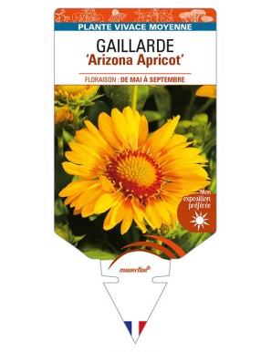 GAILLARDIA 'Arizona Apricot'