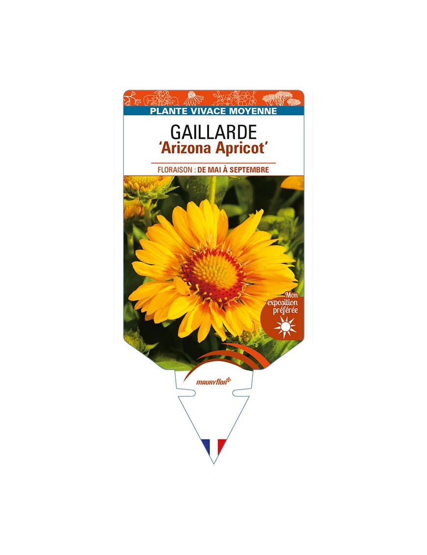 GAILLARDIA 'Arizona Apricot'