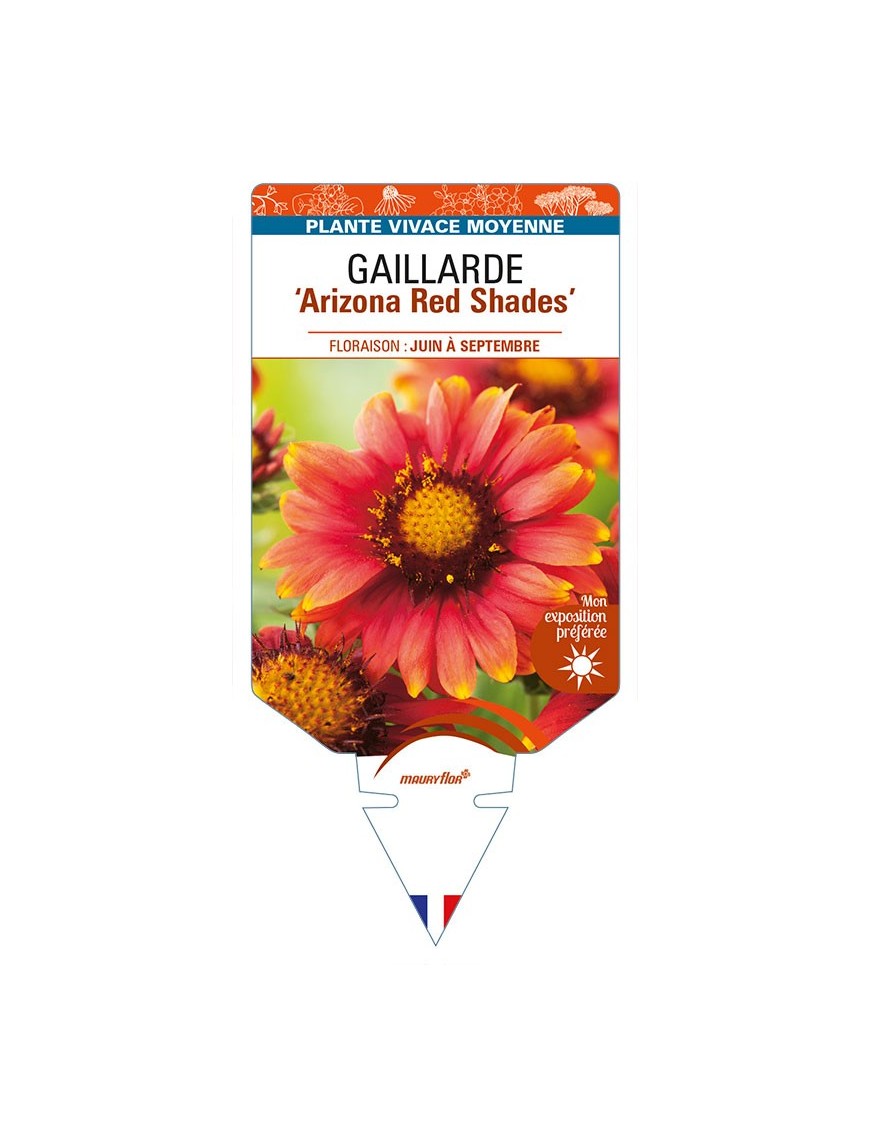 GAILLARDIA 'Arizona Red Shades'